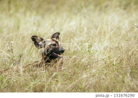African wild dog in Greater Kruger National park, South Africa African wild dog in Greater Kruger National park, South Africa 131676290