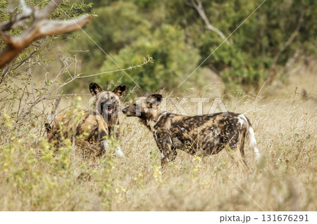African wild dog in Greater Kruger National park, South Africa African wild dog in Greater Kruger National park, South Africa 131676291