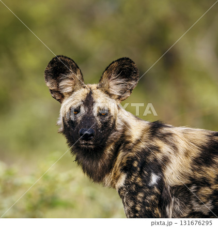 African wild dog in Greater Kruger National park, South Africa 131676295