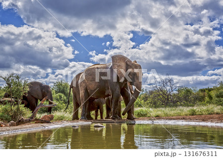 African bush elephant in Greater Kruger National park, South Africa 131676311