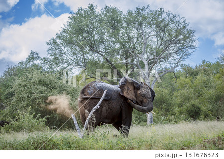 African bush elephant in Greater Kruger National park, South Africa African bush elephant in Greater Kruger National park, South Africa 131676323