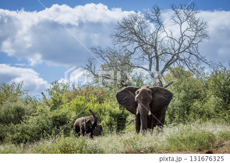 African bush elephant in Greater Kruger National park, South Africa African bush elephant in Greater Kruger National park, South Africa 131676325