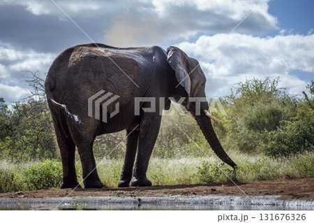 African bush elephant in Greater Kruger National park, South Africa 131676326