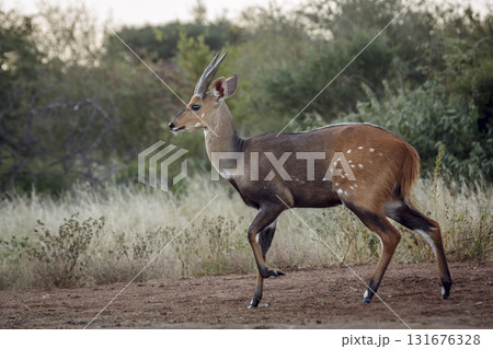 Cape bushbuck in Kruger National park, South Africa Cape bushbuck in Kruger National park, South Africa 131676328