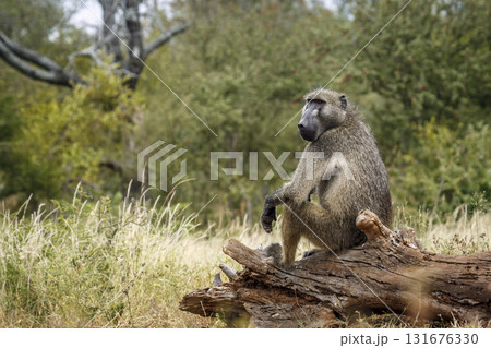 Chacma baboon in Kruger National park, South Africa 131676330