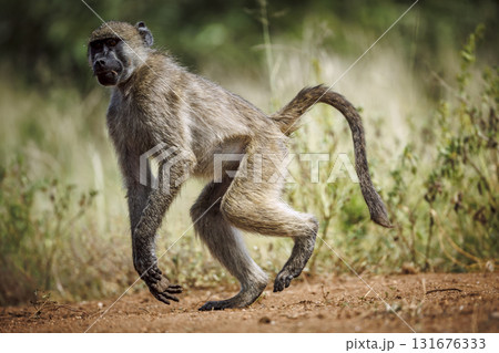 Chacma baboon in Kruger National park, South Africa Chacma baboon in Kruger National park, South Africa 131676333