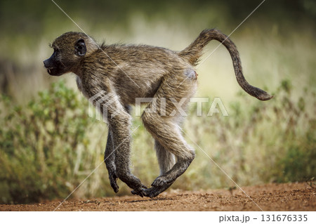 Chacma baboon in Kruger National park, South Africa Chacma baboon in Kruger National park, South Africa 131676335