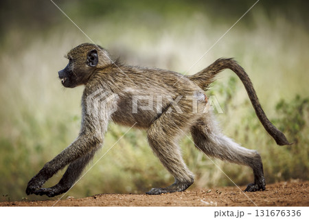 Chacma baboon in Kruger National park, South Africa 131676336