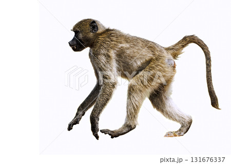 Chacma baboon in Kruger National park, South Africa 131676337