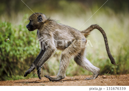 Chacma baboon in Kruger National park, South Africa 131676339