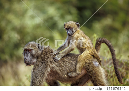 Chacma baboon in Kruger National park, South Africa 131676342