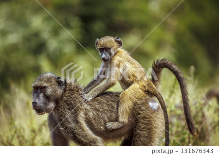 Chacma baboon in Kruger National park, South Africa 131676343