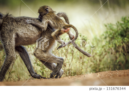 Chacma baboon in Kruger National park, South Africa 131676344