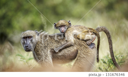 Chacma baboon in Kruger National park, South Africa 131676346