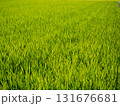 田んぼ 131676681