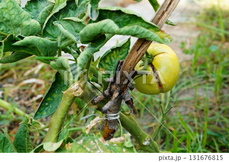 Fruits on tomato bush, the peel of which is covered with numerous scars over entire surface and deep tear emanating from middle. Chemical burns of plants, incorrect dosage of preparations, acid rain 131676815