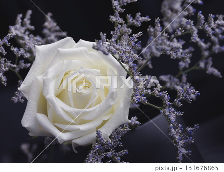 White rose and blue limonium flowers on black background White rose and blue limonium flowers on black background 131676865