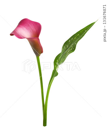 Red flower and green leaf of calla (Zantedeschia) isolated on white background Red flower and green leaf of calla (Zantedeschia) isolated on white background 131676871