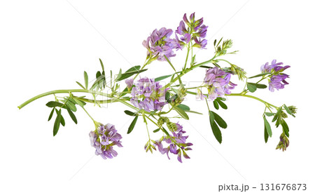 Beautiful twig of purple flowers and green leaves of lucerne (Medicago) isolated on white background 131676873