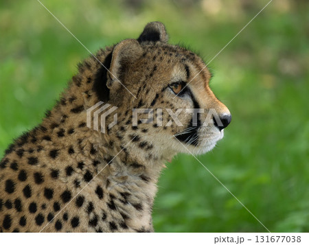 cheetan on a blurred background cheetan on a blurred background 131677038