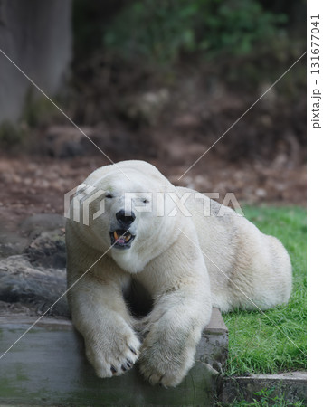 white Bear suffers from heat Global warming 131677041