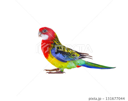 parrot Rosella parrot isolated on white background parrot Rosella parrot isolated on white background 131677044
