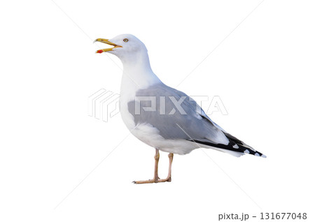 Larus cachinnans isolated on white  background 131677048