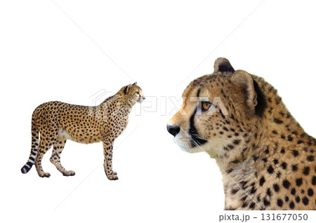 cheetan isolated on white background 131677050