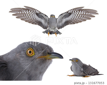 cuckoo isolated on white background cuckoo isolated on white background 131677053
