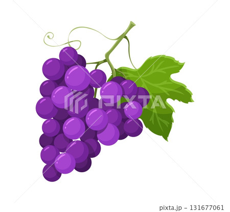 Thanksgiving celebration grapes harvest cartoon autumn object. Happy Thanksgiving season grapes harvest, autumn holiday isolated vector food. October ripe fruits with bunch of grapes purple berries Thanksgiving celebration grapes harvest cartoon autumn object. Happy Thanksgiving season grapes harvest, autumn holiday isolated vector food. October ripe fruits with bunch of grapes purple berries 131677061