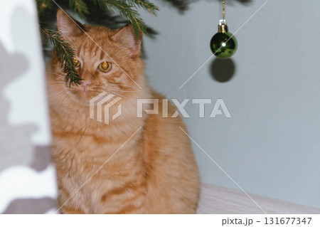 A ginger cat plays near a Christmas tree with Christmas balls. Concept for the Christmas and New Year holidays. 131677347