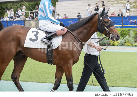東京競馬場(府中競馬場)パドック 東京競馬場(府中競馬場)パドック 131677462