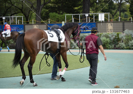 東京競馬場（府中競馬場）パドック 131677463