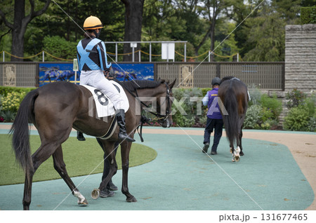 東京競馬場(府中競馬場)パドック 東京競馬場(府中競馬場)パドック 131677465