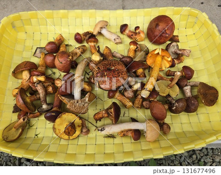 色とりどりの収穫きのこ Mushrooms Harvest in Autumn Colors 色とりどりの収穫きのこ Mushrooms Harvest in Autumn Colors 131677496