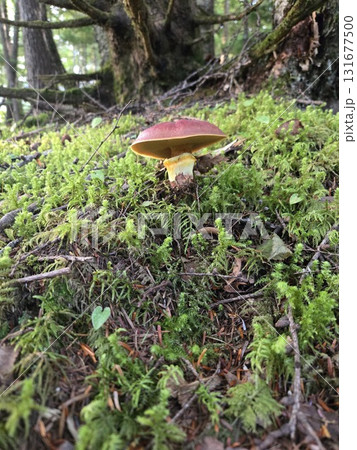 苔の中のハナイグチ Larch Bolete in Mossy Forest 苔の中のハナイグチ Larch Bolete in Mossy Forest 131677500