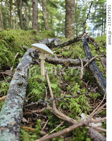 森に潜む猛毒ドクツルタケ Deadly Amanita virosa in Forest 131677501