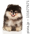 Playful Fluffy Pomeranian Puppy 131677671