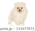 Fluffy Pomeranian puppy smiling and standing proud 131677673