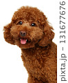 Happy Red miniature poodle with curly fur and open mouth 131677676