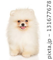 White Pomeranian puppy sitting and smiling directly at camera 131677678