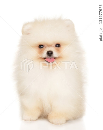 White Pomeranian puppy sitting and smiling directly at camera White Pomeranian puppy sitting and smiling directly at camera 131677678