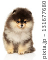 Shy fluffy Pomeranian puppy sitting quietly with head down 131677680