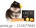 Adorable Pomeranian puppy in graduation cap with school board 131677682