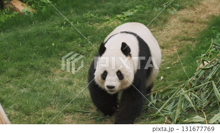 Cute giant panda bear walking 131677769