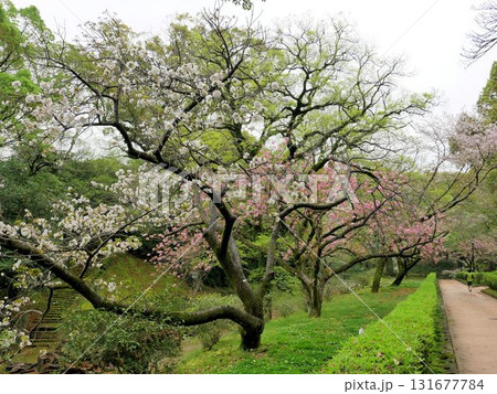 春の宮内神社跡の公園　（熊本城） 131677784