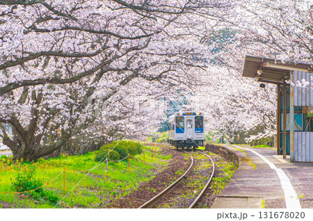 松浦鉄道の浦ノ崎駅（桜の駅） 131678020