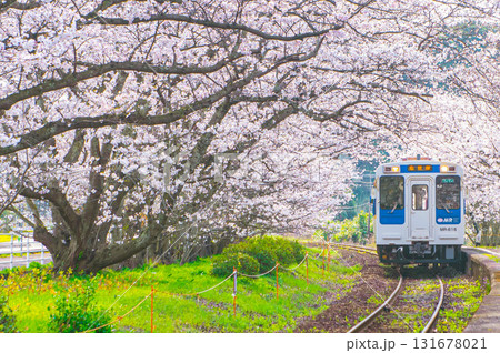 松浦鉄道の浦ノ崎駅（桜の駅） 131678021