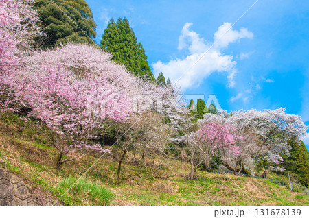明星桜（伊万里市）と周囲の山桜 131678139