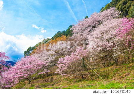 明星桜（伊万里市）の周囲の山桜 131678140